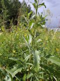 Cirsium setosum