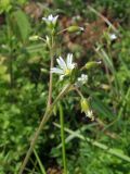 Cerastium holosteoides. Верхушка побега с цветком, бутоном, завязавшимся и зрелым плодом. Магаданская обл., г. Магадан, окр. мкр-на Снежная Долина, увлажненный участок около дороги. 14.08.2019.