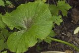 Caltha fistulosa