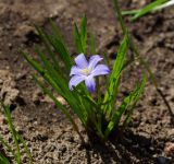 Chionodoxa luciliae