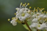 Viburnum burejaeticum