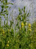 Lathyrus pratensis