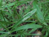 Galium aparine. Лист с миной. Краснодарский край, Абинский р-н, окр. ст-цы Холмская, лес. 24.05.2020.