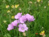 Linum hypericifolium