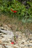 Papaver laevigatum. Цветущее и плодоносящее растение. Краснодарский край, м/о Анапа, окр. пос. Бол. Утриш, гора Солдатская, пушистодубово-можжевеловый лес, щебнистая россыпь. 09.05.2022.