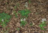 Cephalanthera longifolia. Цветущие растения среди побегов Euphorbia amygdaloides. Дагестан, Магарамкентский р-н, окр. с. Хтун-Казмаляр, Самурский лес. 7 мая 2022 г.