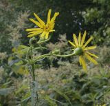 Silphium perfoliatum