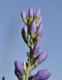 Veronica linariifolia