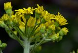 Tephroseris cladobotrys. Общее соцветие. Дагестан, Казбековский р-н, долина р. Сулак, Сулакский каньон, ≈ 900 м н.у.м., опушка широколиственного леса. 01.05.2022.