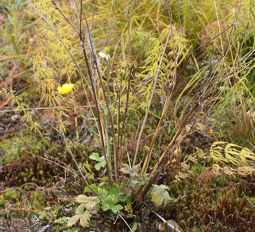 Изображение особи Ranunculus propinquus.