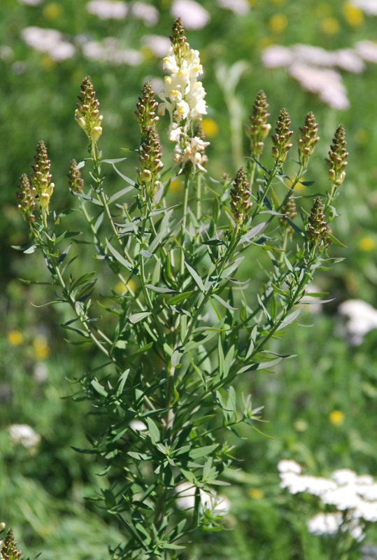 Изображение особи Linaria acutiloba.