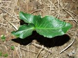 Arum dioscoridis