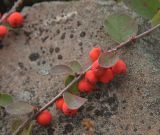 Cotoneaster cinnabarinus. Часть веточки с плодами. Мурманская обл., окр. пос. Тетрино, берег Белого моря, тундровая зона. 26.08.2010.