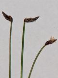 Eleocharis kamtschatica