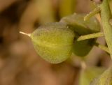 Leopoldia bicolor