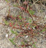 Salicornia perennans. Цветущие растения. Зап. Крым, г. Саки, берег оз. Сакское в р-не санатория \"Полтава\". 31.08.2011.