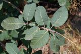 Cotinus coggygria