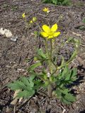 Ranunculus oxyspermus