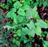 Salvia glutinosa