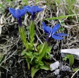 Gentiana angulosa