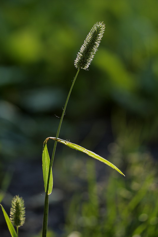 Изображение особи Phleum pratense.