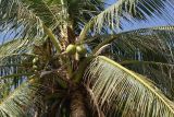 Cocos nucifera