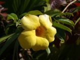 Allamanda hendersonii