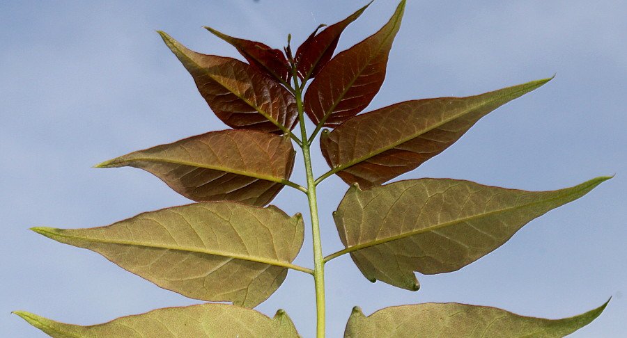 Изображение особи Ailanthus altissima.