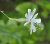 Silene italica