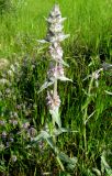 Stachys velata