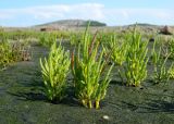 Salicornia perennans. Вегетирующие растения. Архангельская обл., Онежский р-н, губа Унежма, литораль о. Камбалий. Август 2014 г.