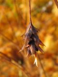 Carex limosa. Зрелый пестичный колосок. Архангельская обл., Виноградовский р-н, окр. дер. Надозерье, сплавнина на зарастающем озерке вблизи озера Талто. 18.098.2014.