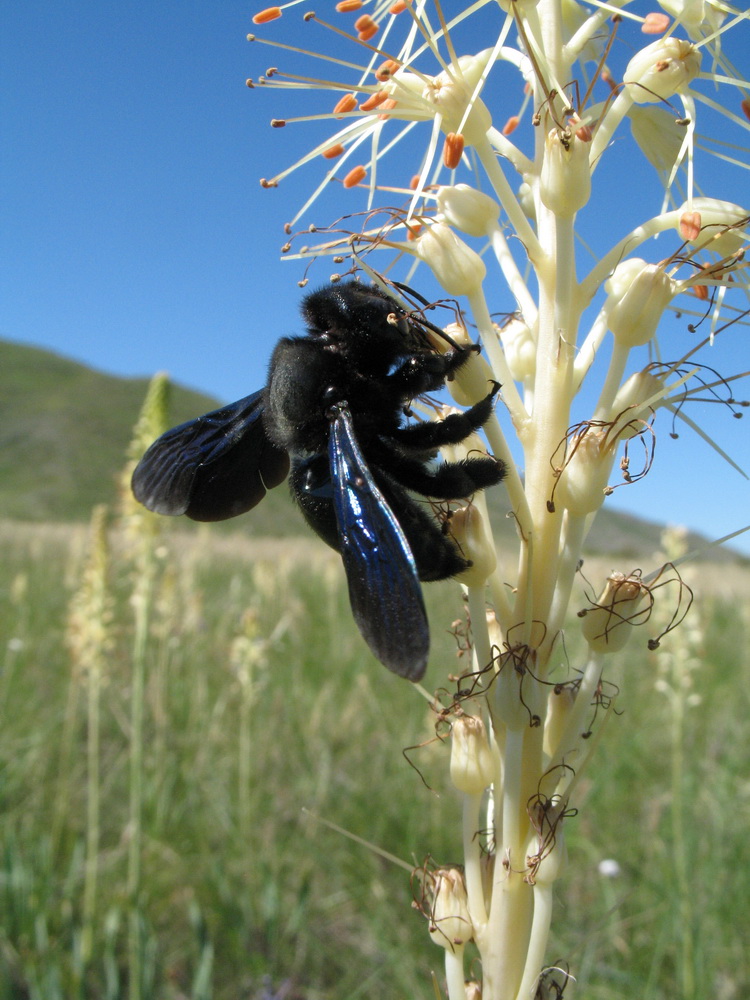 Изображение особи Eremurus altaicus.