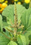 genus Amaranthus