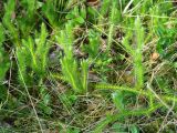 Lycopodium clavatum