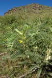 Astragalus sieversianus. Цветущее растение. Казахстан, Джунгарский Алатау, долина р. Коксу в р-не водопадов. Начало мая 2012 г.