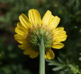 Glebionis coronaria