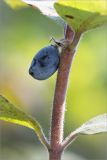 Lonicera baltica. Часть побега с соплодием. Ленинградская обл., Ломоносовский р-н, долина р. Шингарка, берег ручья. 09.08.2015.