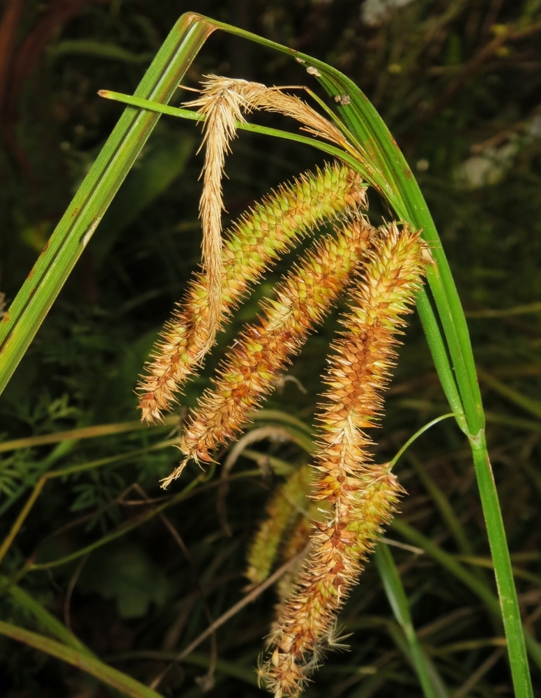 Изображение особи Carex pseudocyperus.