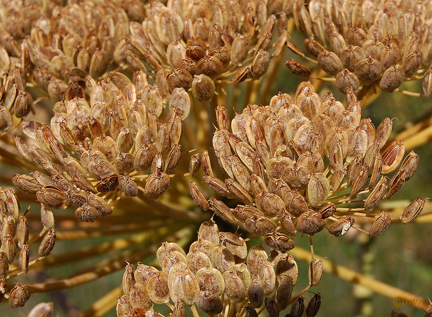 Изображение особи Heracleum stevenii.