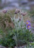 род Pulsatilla