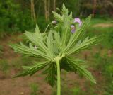 Geranium sylvaticum