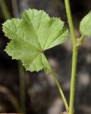 Malva sylvestris