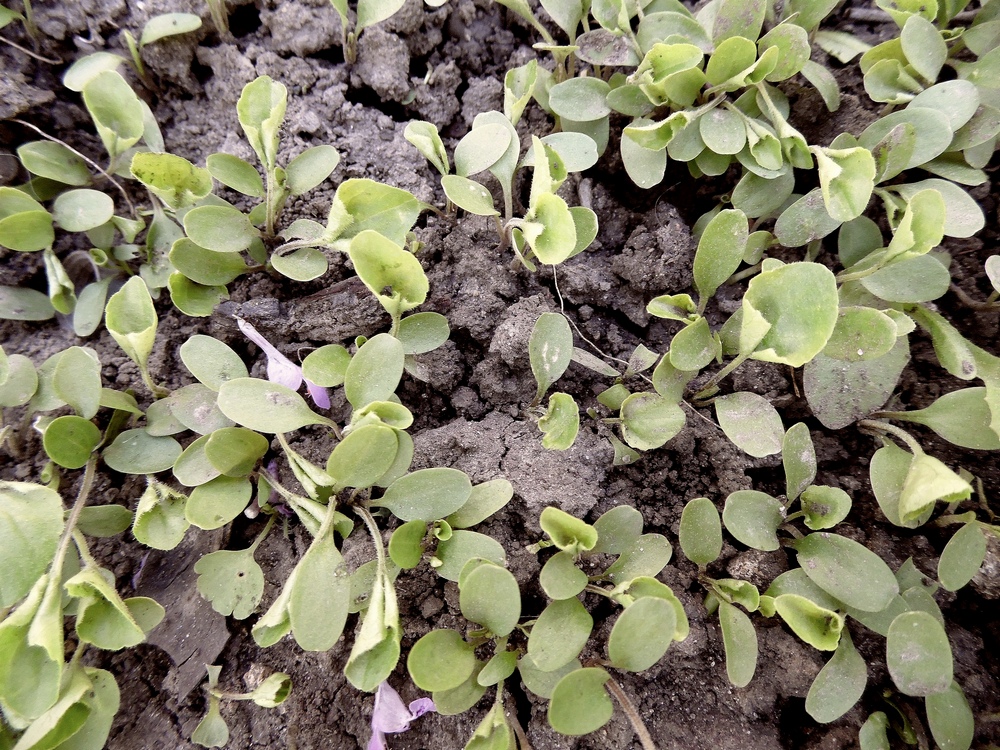 Image of Viola odorata specimen.