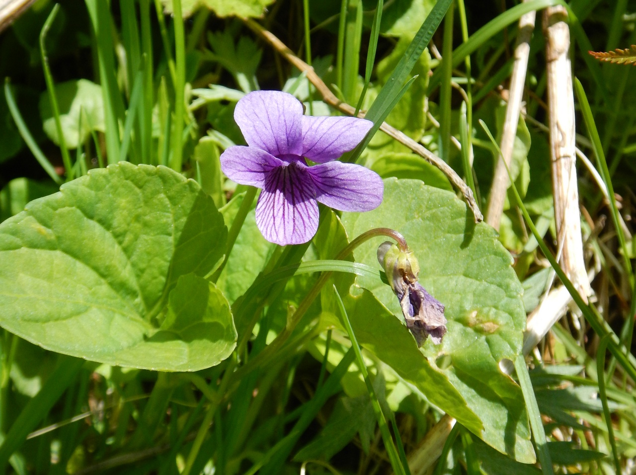 Изображение особи Viola kamtschadalorum.