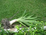 Crinum asiaticum