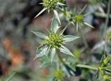 Eryngium octophyllum. Соцветие. Таджикистан, Фанские горы, долина р. Чапдара, ≈ 2500 м н.у.м., осыпающийся сухой склон. 03.08.2017.