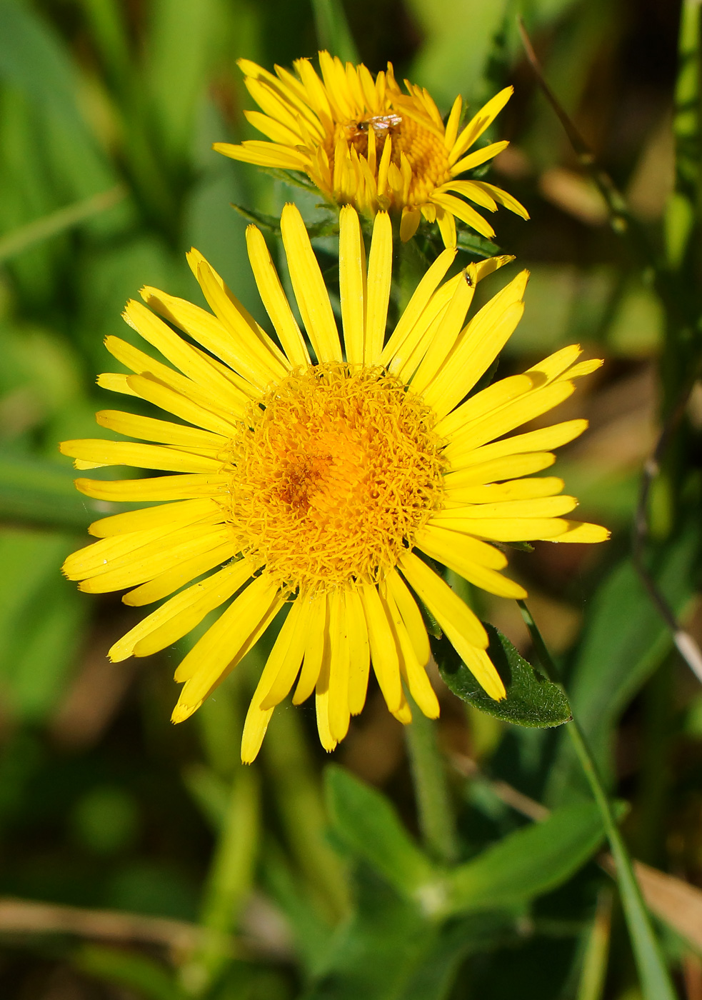 Изображение особи Inula britannica.