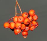 Sorbus aucuparia. Соплодие под дождём. Подмосковье, г. Одинцово, придомовые посадки. Ноябрь 2017 г.