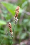 Carex cuspidata. Верхушки побегов с соцветиями. Грузия, край Рача-Лечхуми и Нижняя Сванетия, Амбролаурский муниципалитет, окр. с. Зеда-Гвардиа, дол. р. Шарола, выс. 610 м н.у.м., лиственный лес, обочина грунтовой дороги. 07.05.2017.